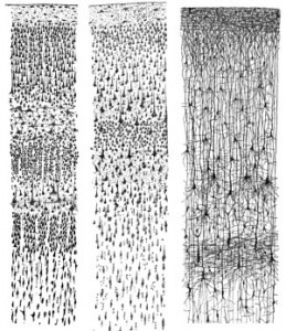 AlphaGo Cajal_cortex_drawings-300x347